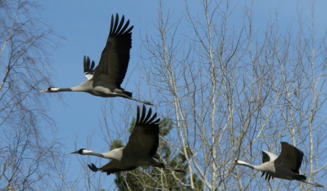 Migrating cranes in Sweden